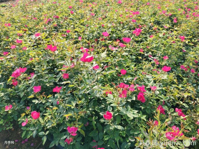 月季只長(zhǎng)枝葉而不開花的原因(圖1)