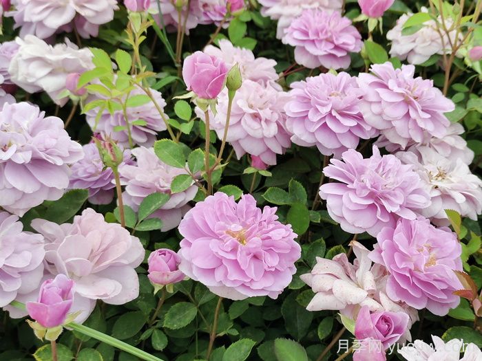 藍(lán)色陰雨月季一年開幾次花？(圖1)