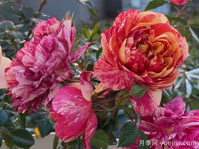 果汁飛濺月季為什么會(huì)出現(xiàn)返祖？(圖1)