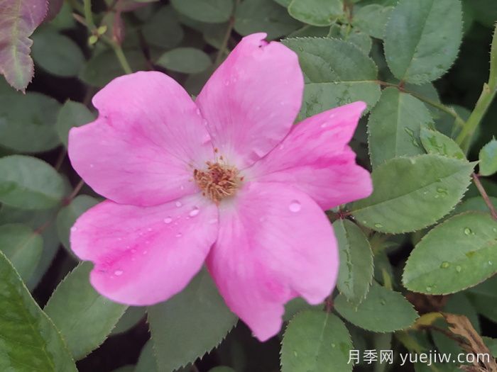 重瓣月季和單瓣月季哪個(gè)好？(圖1)