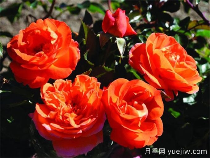 芒果陽臺(tái)月季有什么優(yōu)缺點(diǎn)？(圖1)