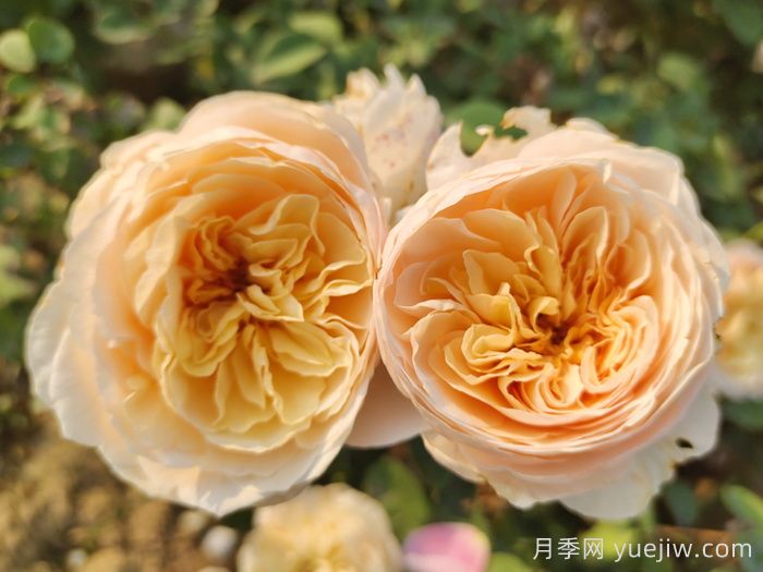 朱麗葉月季的優(yōu)缺點(diǎn)和養(yǎng)護(hù)技巧(圖1)