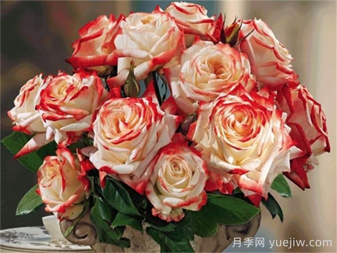 法拉皇后月季多長時間能長成大灌木？(圖1)