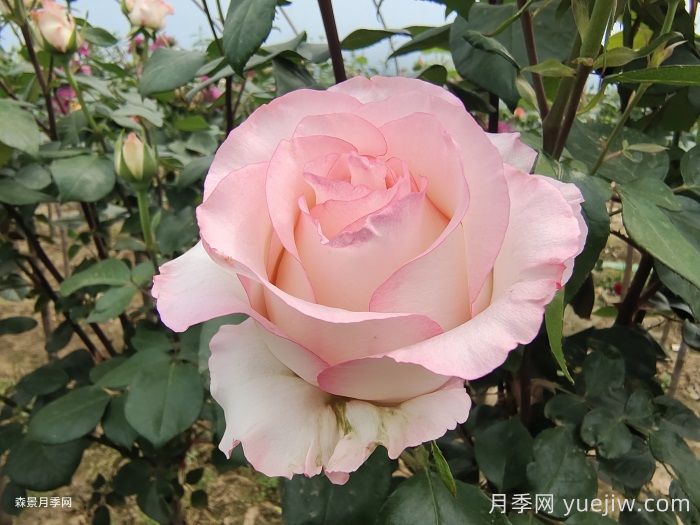 愛莎玫瑰和艾莎月季有什么區(qū)別？(圖1)