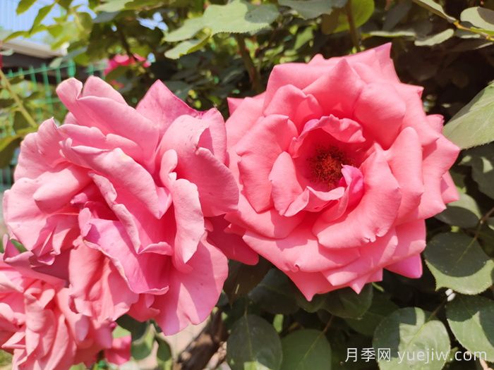 月季的花朵***大可以長到多少厘米？(圖1)
