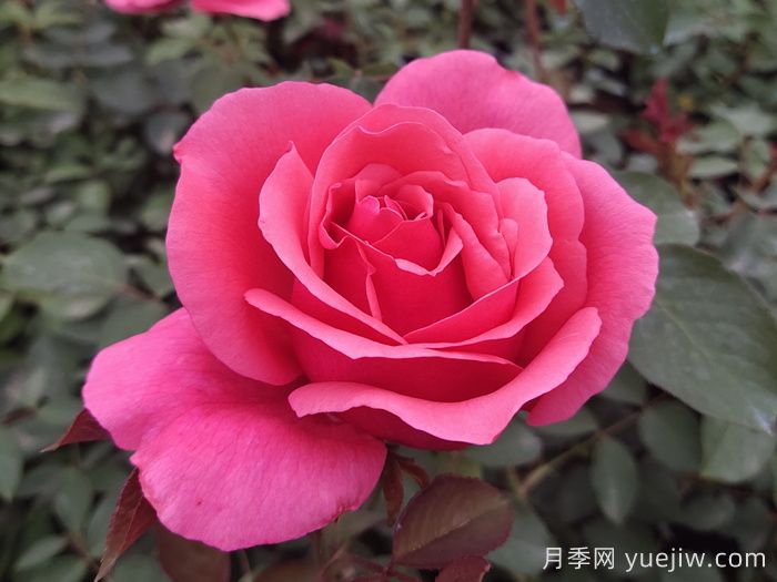 花朵直徑在15-20厘米的大花月季品種有哪些？(圖1)