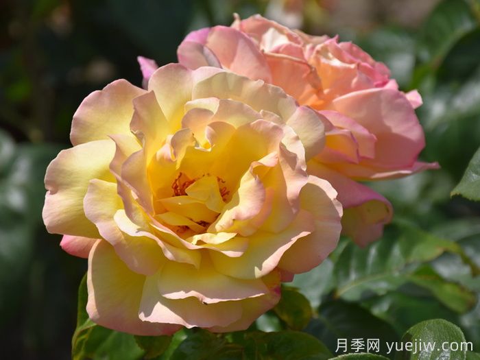 花朵直徑在15-20厘米的大花月季品種有哪些？(圖2)