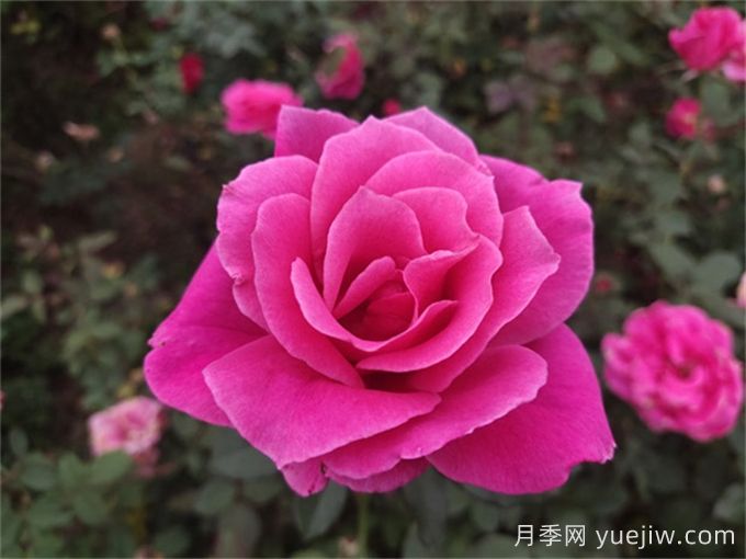 花朵直徑在15-20厘米的大花月季品種有哪些？(圖3)