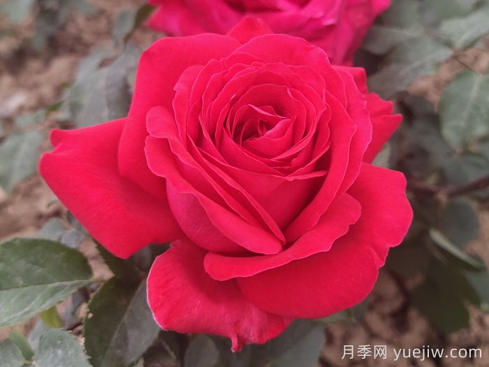 花朵直徑在15-20厘米的大花月季品種有哪些？(圖4)