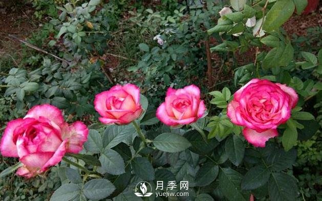 盆栽月季花，應該如何養(yǎng)殖呢(圖1)