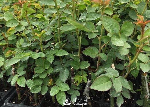 月季小苗要不要摘花？(圖1)