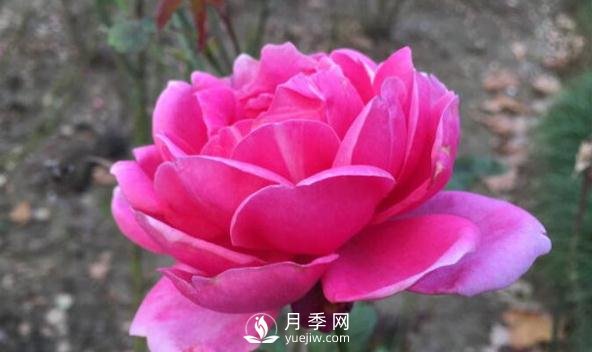夏天來了，你該打理一下你的月季花了(圖1)