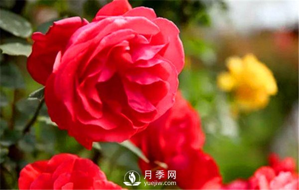 初春月季要修剪，介紹4個方法給你！(圖1)