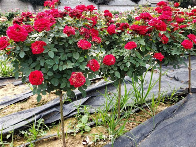 月季花黃葉的6個常見的原因(圖1)