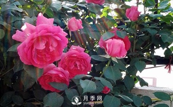 月季花幾月份栽培適宜？(圖1)