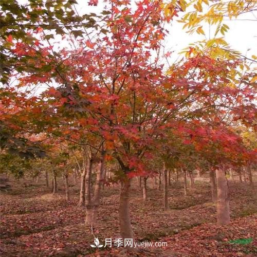 五角楓有哪些特征？南陽五角楓病蟲害防治(圖1)