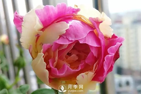 風(fēng)月月季開(kāi)花較勤的一款月季花(圖1)