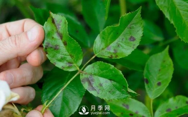 注意！夏秋大雨過(guò)后極易誘發(fā)月季黑斑病(圖1)