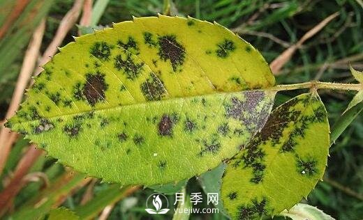 注意！夏秋大雨過(guò)后極易誘發(fā)月季黑斑病(圖2)