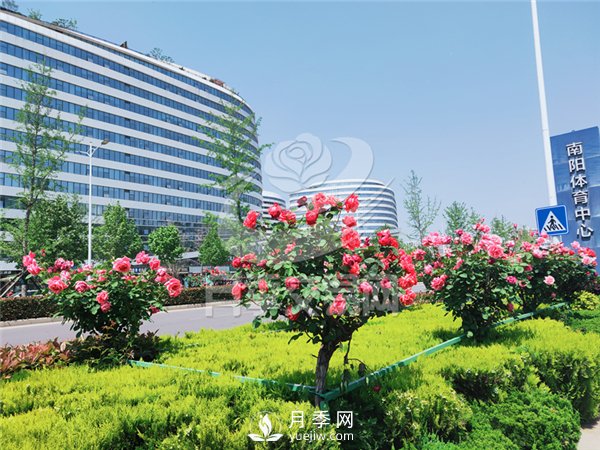 南陽月季樹基地栽培技術分享(圖2)