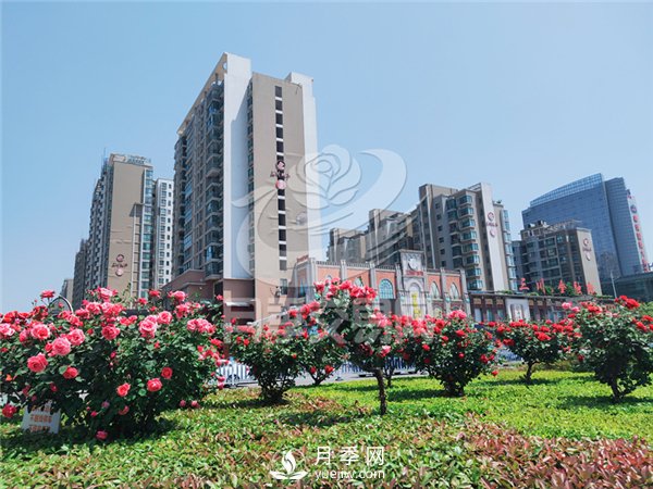 南陽月季樹基地栽培技術分享(圖3)
