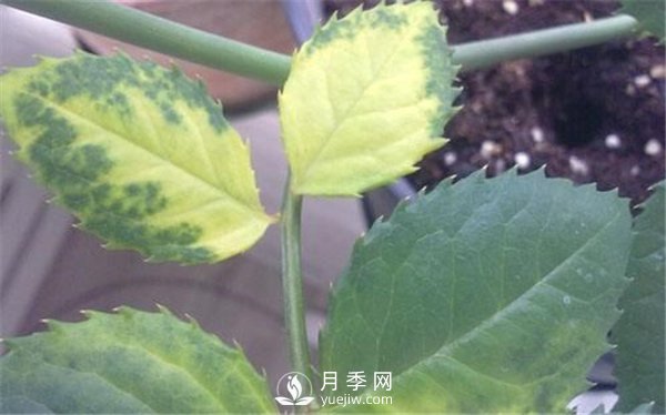 月季黃葉，干枯的幾大原因，您中招了嗎？(圖1)