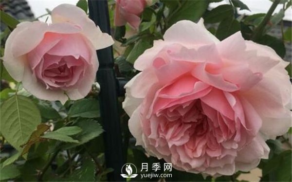 養(yǎng)月季花前你應(yīng)該先了解這3件事！(圖1)