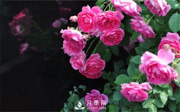 藤本月季大游行種植養(yǎng)護(hù)指南(圖2)