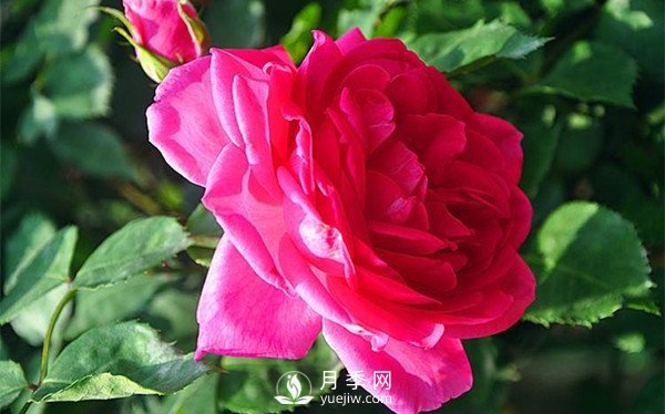 藤本月季大游行種植養(yǎng)護(hù)指南(圖1)