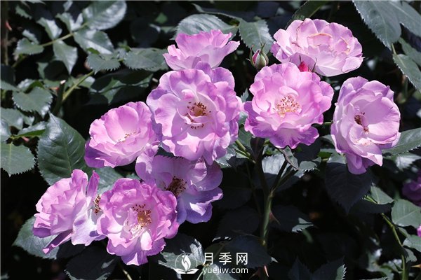 月季花有幾種顏色？(圖1)