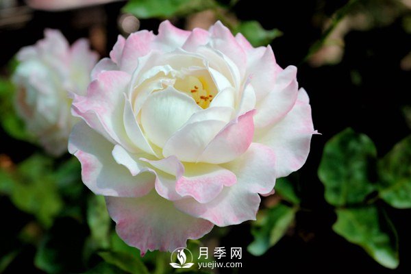 切花月季如何修剪及防治病蟲害？(圖1)