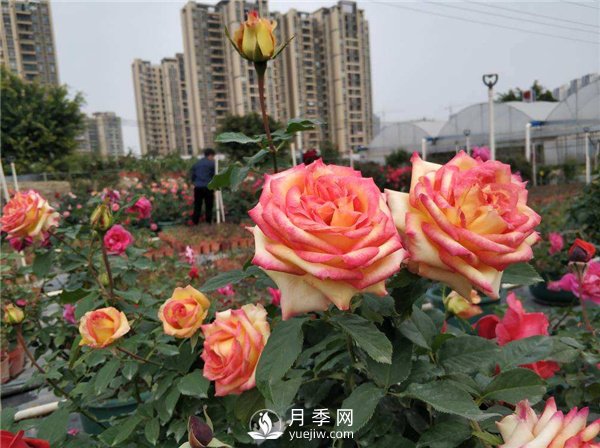 影響月季花嫁接成活率的因素有哪些大家知道嗎？(圖1)