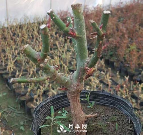 切花月季的栽培技術有哪些需要大家了解的您知道嗎？(圖1)