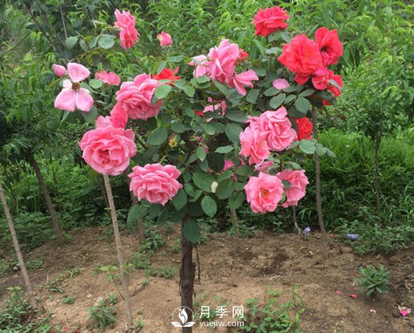 南陽(yáng)月季樹長(zhǎng)的都是啞枝，什么原因？(圖1)