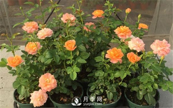 北方月季小苗該怎樣修剪？(圖1)