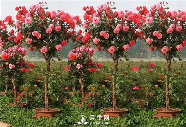 月季如何購(gòu)買？植株如何處理？(圖1)