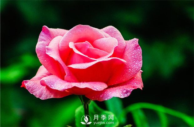 月季花的栽培以及修剪技巧有哪些？(圖1)
