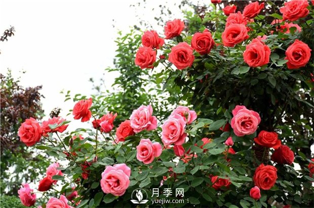月季莖蜂和褐斑病如何防治？(圖1)