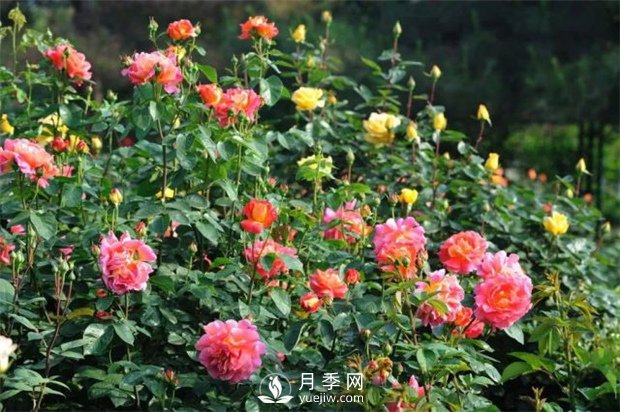 植物僵苗有哪些種類？如何處理？月季網(wǎng)告訴你(圖1)