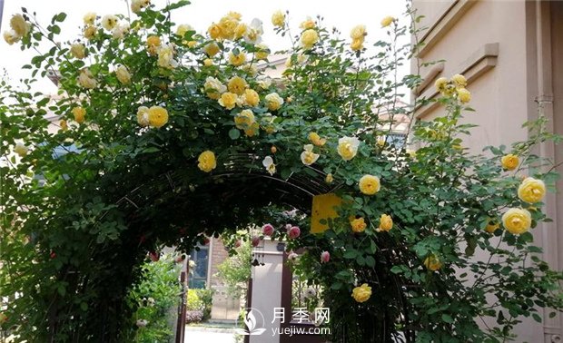 春天***適合養(yǎng)哪些室內(nèi)植物？(圖2)