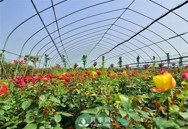南陽(yáng)盆栽月季花栽培需要什么樣的精心維護(hù)(圖1)