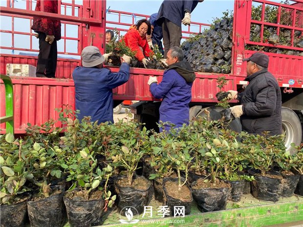 月季種上沒(méi)開(kāi)花，卻一直黃葉，這是怎么回事呢？(圖1)