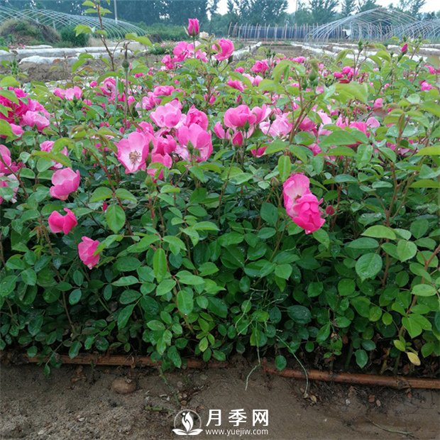 你家月季花要這樣養(yǎng) 一年365天 花開不敗(圖1)