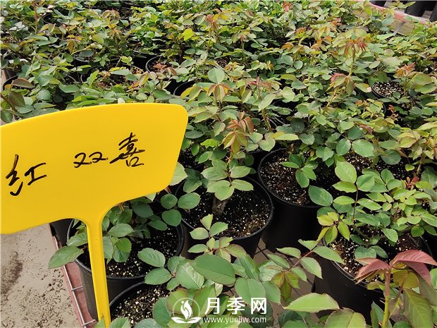 北方封閉陽臺能種植樹狀月季嗎？(圖1)