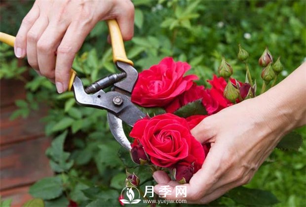 月季花的具體修剪時間？(圖1)