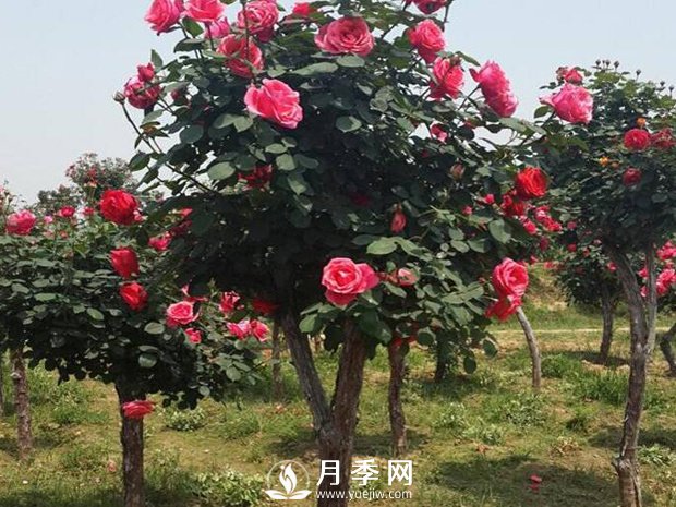 被凍傷的月季葉子要擼光嗎？(圖1)
