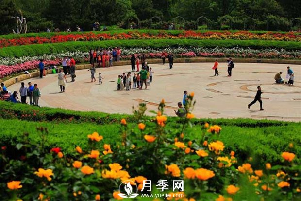 沒有了月季花，再怎么美麗的城市，都只是一座空城(圖1)