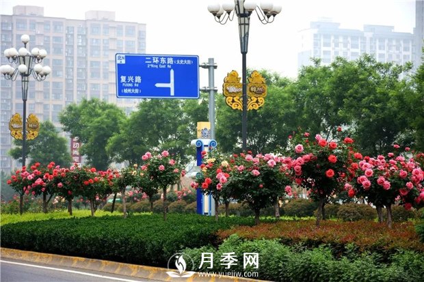 沒有了月季花，再怎么美麗的城市，都只是一座空城(圖2)