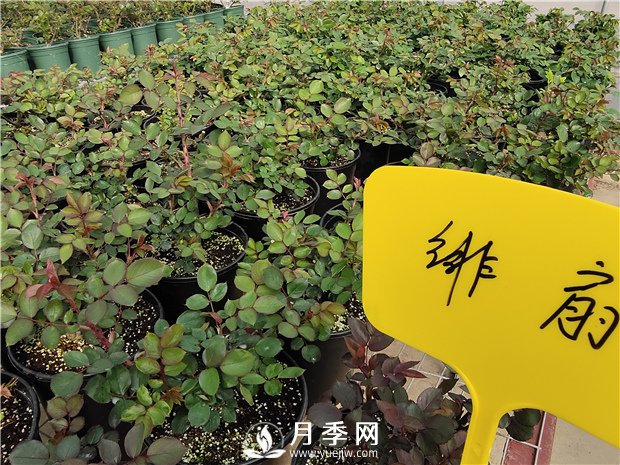 初春花卉“施肥”時(shí)機(jī)正好，要注意幾點(diǎn)(圖1)