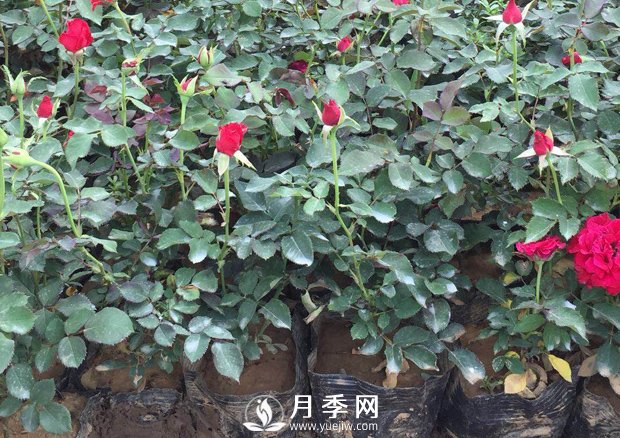 南陽月季的養(yǎng)護方法和注意事項(圖1)